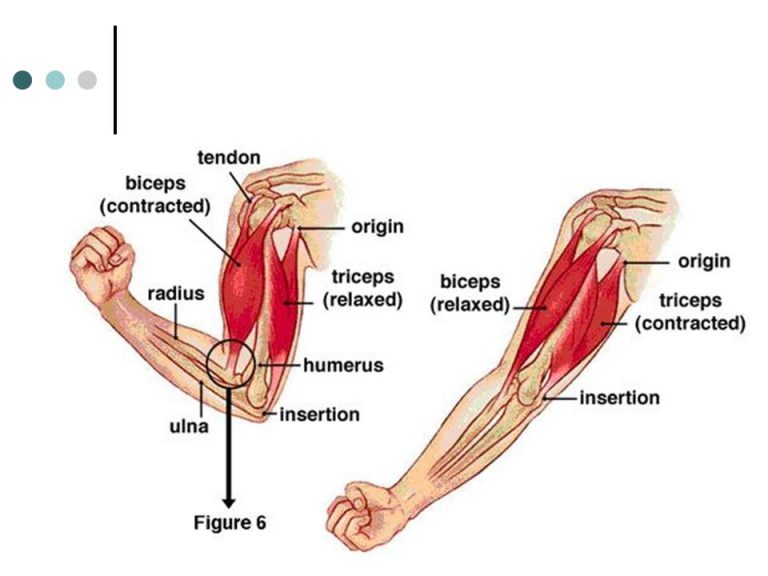 muscle-weakness-effectively-with-ayurveda-best-ayurveda-hospital-in