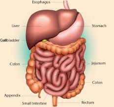 Treatment of Digestive Disorders with Ancient Ayurveda